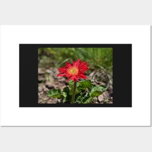 Red Gerber Daisy 3 Posters and Art